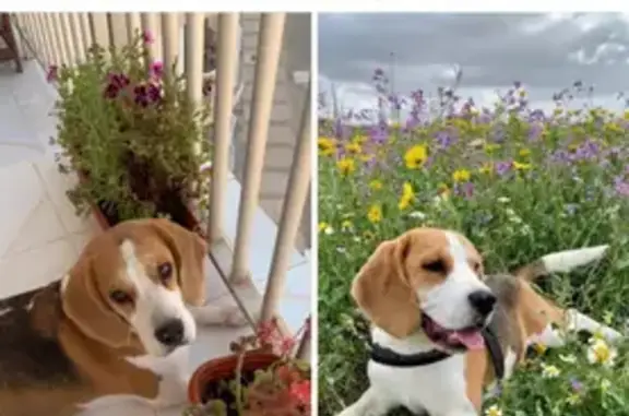 Perro Perdido: Canela y Blanco en Torre-Pacheco