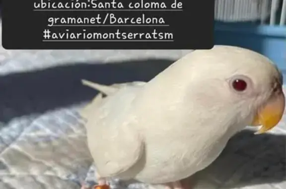 Ave Perdida: Blanca con Pico Naranja