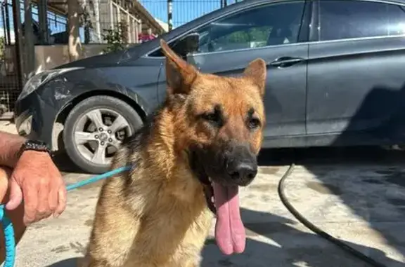 Perro Negro Perdido en Murcia: Miedoso y Con Microchip
