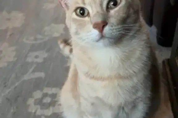Lost Pale Orange Tabby on Serrania Dr