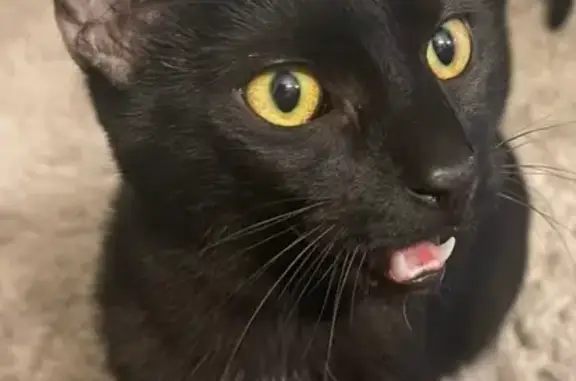 Lost Black Cat Nox: Skittish & Sweet