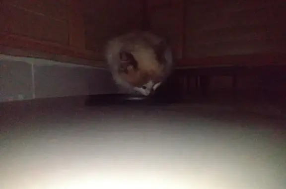 gato encontrada