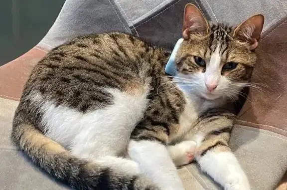 Animaux perdus Clamart, photo: Chatte tigrée gris-blanc perdue Clamart
