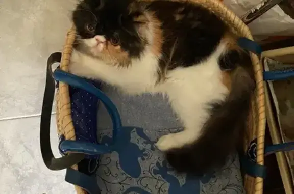 ¡Gata Persa Perdida en Madrid! Ayuda