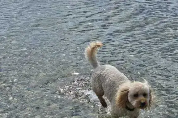 Chien perdu Cahors, photo : Chienne beige perdue, craintive, Cahors