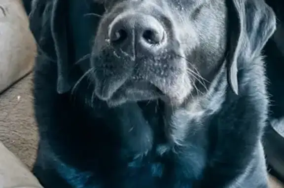 Lost Black Lab on West County Rd M