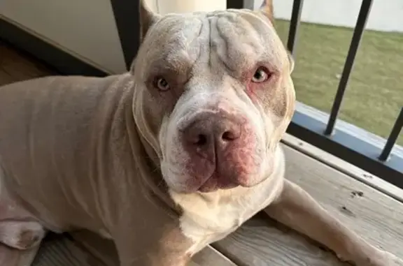 Lost Dog: Fawn & White, Crooked Tail