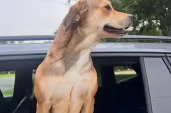 Sweet Beagle Mix Found in Norcross, GA