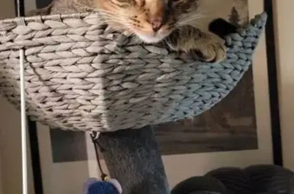 Lost Tabby Cat - Park Hill Drive, Pewaukee