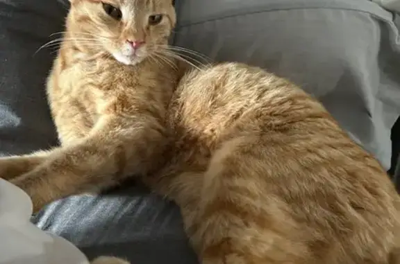 Chat roux mâle trouvé à Maisdon-sur-Sèvre - photo