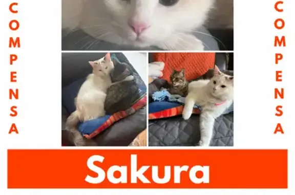 Se busca: Gata Blanca con Manchas y Collar Rosa