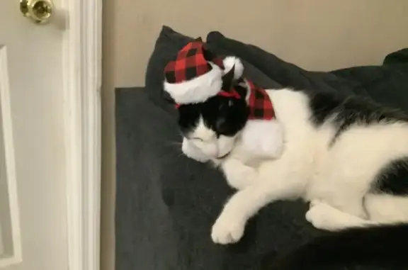 Lost: Binx, Black & White Cat in Tampa