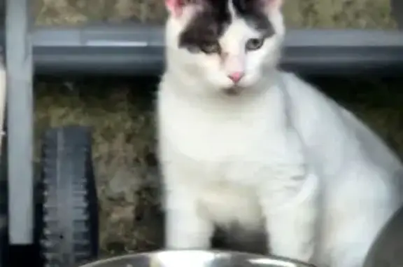 Chat trouvé Savigny-sur-Orge, photo: Chat blanc tacheté trouvé à Savigny-sur-Orge