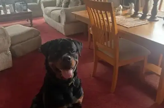 Lost Rottweiler Kobe: Black/Brown, Chicago