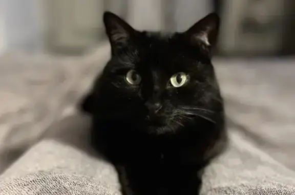 Chat perdu, Nouvelle-Aquitaine, photo: Chatte noire 5 ans perdue à Châtelaillon