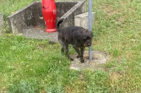 Chien trouvé, maigre, route de Bordé Neuve - photo