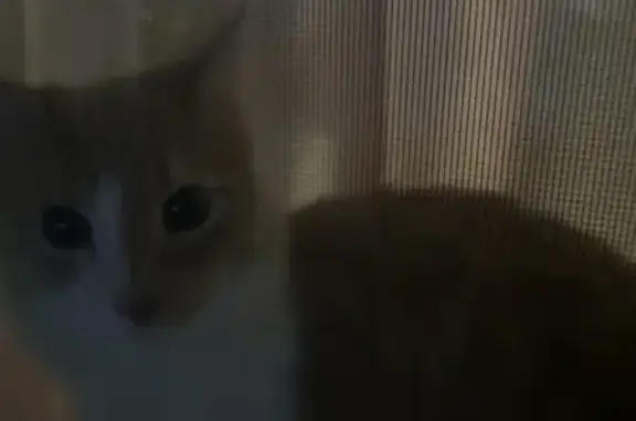 Missing Tan Cat: Help Find Coco!