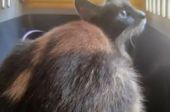 Chatte jeune trouvée, blanche et écaille - photo