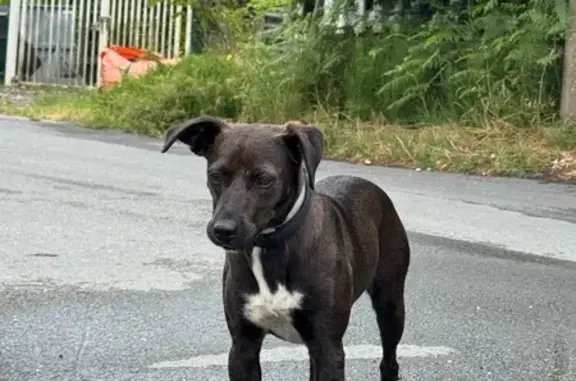 Chien trouvé La Teste-de-Buch, photo: Chien trouvé Chemin de la Tannerie, La Teste
