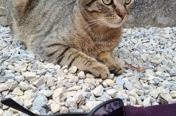 Chat perdu à Baume-les-Dames - photo