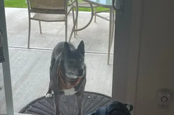 Found Dog on South Newland St,...