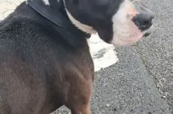 Staffie noir et blanc trouvé à Firminy - photo