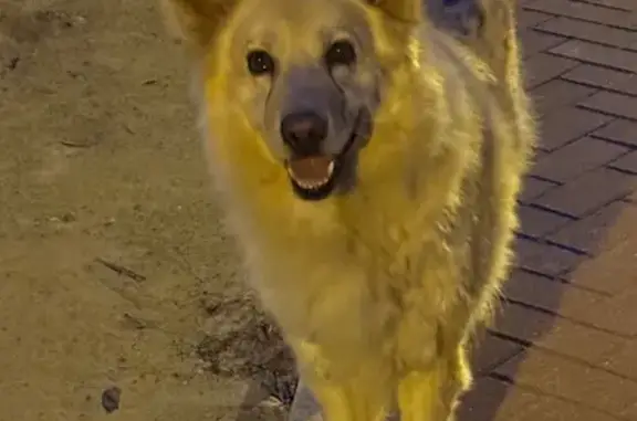 Perro Cariñoso Encontrado en Sangonera la Verde