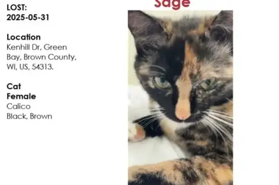 Timid Tortoise Calico Lost in Green Bay
