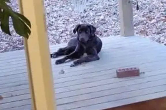 Lost Lab Mix: Brown, Red Collar, Mortons