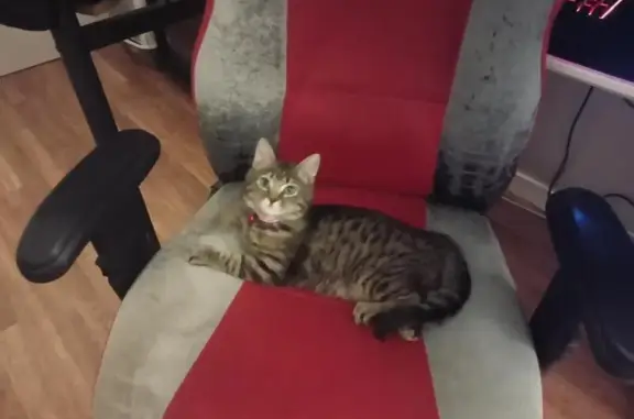 Chat perdu, Montluçon, photo: Chatte tigrée perdue à Montluçon
