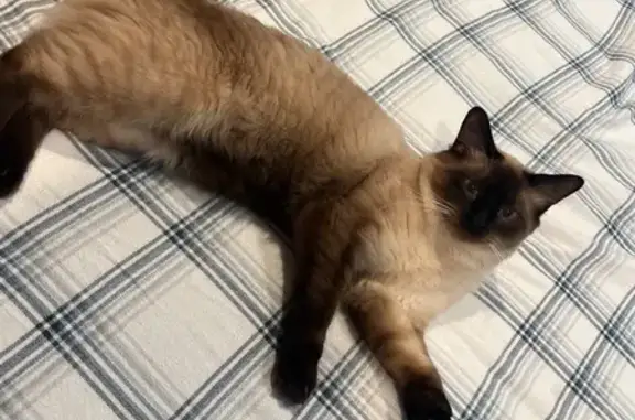 Lost Cat: Brown with Unique White Paws