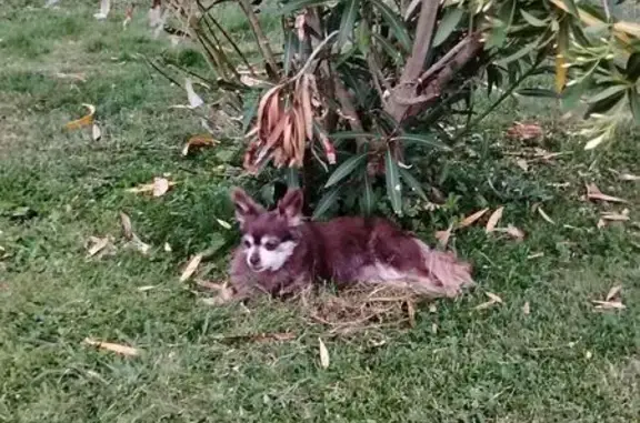Chien perdu Pomarez, photo : Chienne brune perdue à Pomarez ce soir