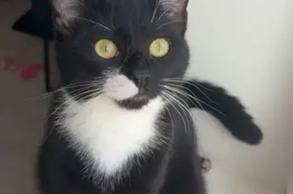 Animaux perdus Auxonne, photo: Chat noir et blanc perdu à Auxonne
