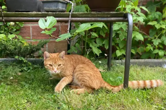 Chat perdu, Franconville, photo: Chat perdu : Grand yeux oranges, Franconville