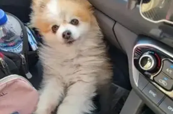 Lost: Friendly White/Brown Pomeranian