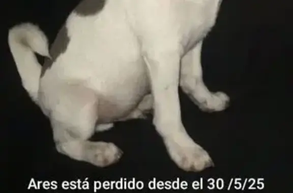 Chihuahua Perdido: 1 Año, Pelo Corto