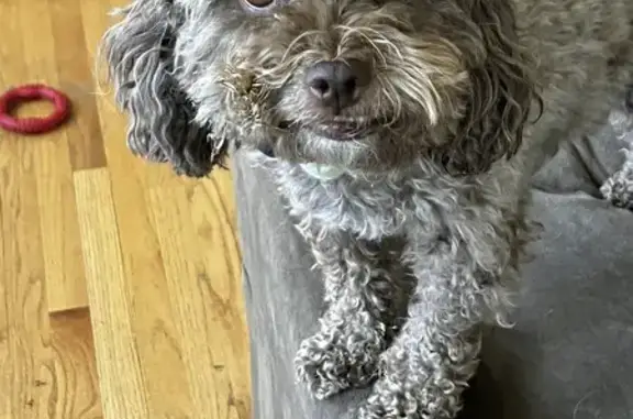 Lost Brown Toy Poodle in Chicago