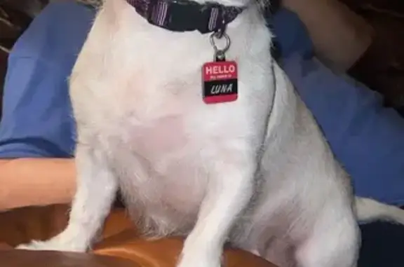 Help Find Luna: Stolen Dog in Phoenix