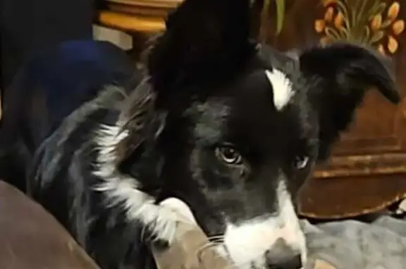 Chien perdu Istres, photo : Border Collie perdue, Impasse des Grisets