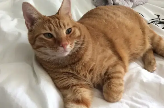 Missing: Friendly Orange Tabby, Corinth