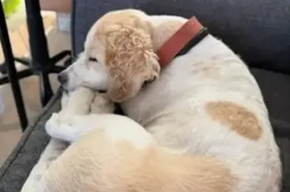 Perro Perdido: Pequeño y Tímido en CDMX