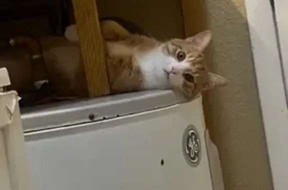 Friendly Orange Tabby Lost in Bradenton