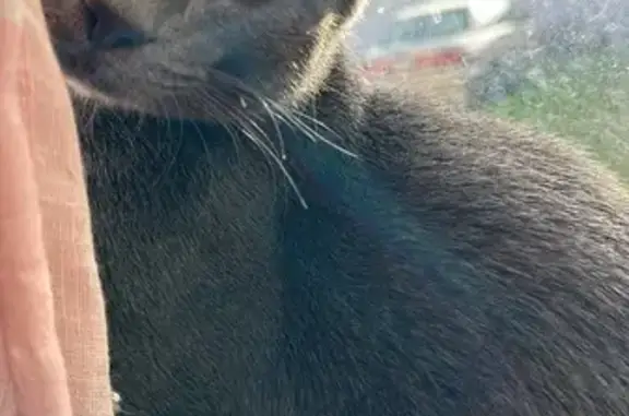 Lost Shy Cat Irwin: Grey Coat & Green Eyes