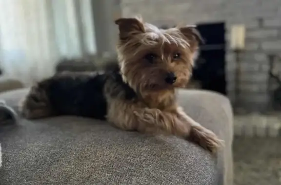 Lost Yorky Terrier Tyson in San Dimas