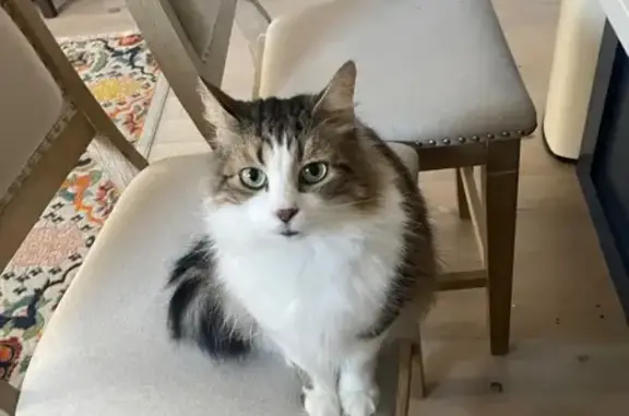 Lost White Tabby on Chelsea St, Boston
