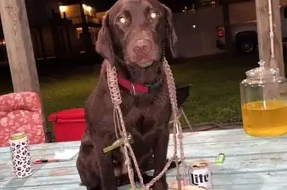 Lost Chocolate Lab on East Broad St
