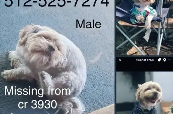 Lost Dog: Friendly Blonde Dancer in Lampasas