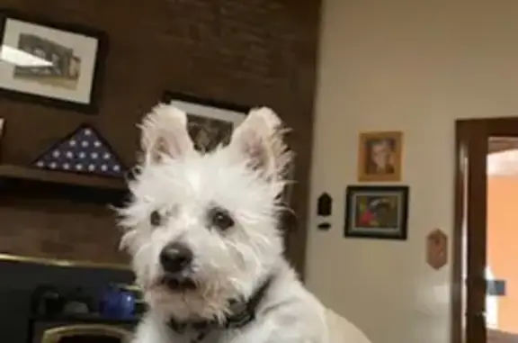 Lost Tan Terrier on Shirley St, ABQ
