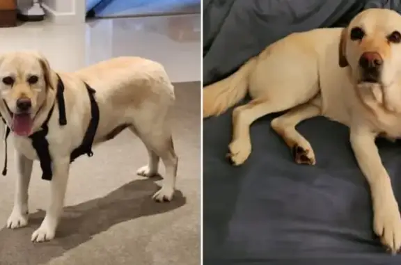 Lost Labrador: Scared, Do Not Approach
