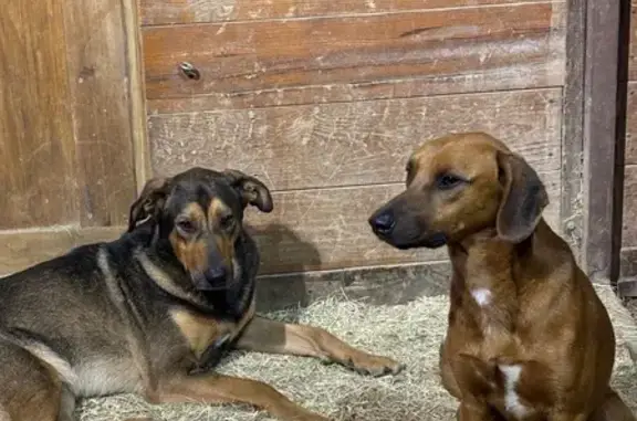 Found Dogs: Help Reunite Them...